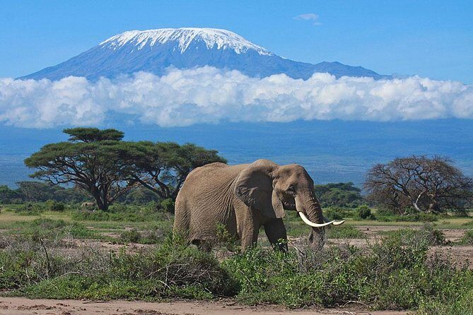 Overnight Amboseli National Park Safari from Nairobi - Day 1 in Amboseli: lunch, rest, then the 16:00 evening drive
