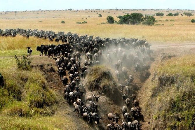 Overnight Maasai Mara Private Safari From Nairobi - Why an overnight Maasai Mara safari beats a rushed day trip