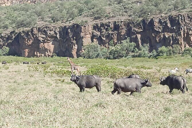 Overnight Mount Longonot and Hells Gate National Park From Nairobi - Wildlife viewing: what you can expect and how to keep it real