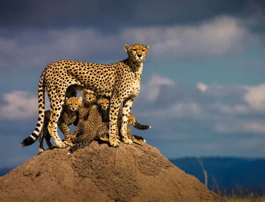 Overnight Private Safari To Masai Mara - Key points before you go