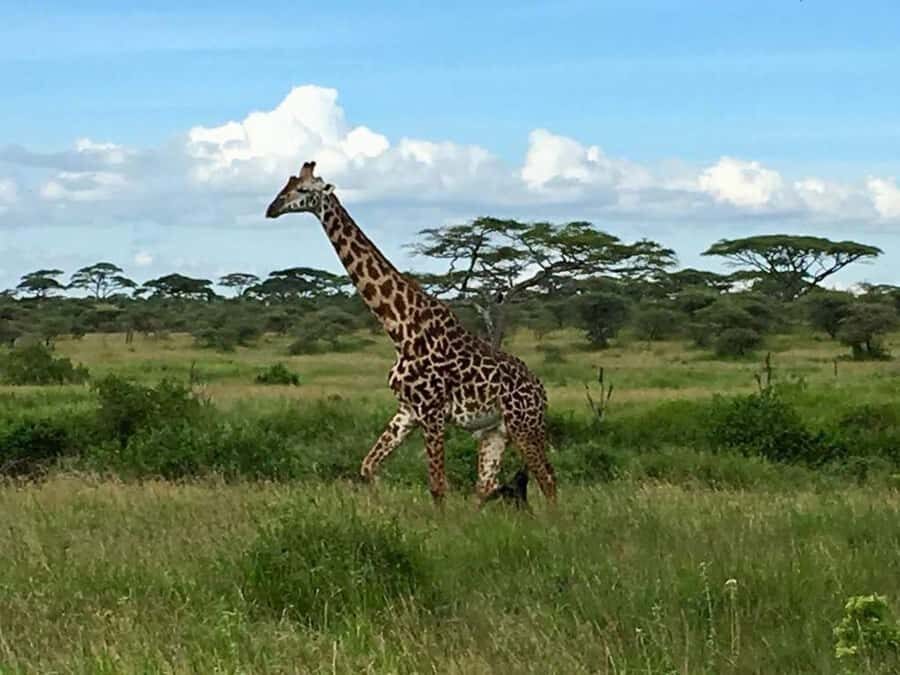 Overnight Private Safari To Masai Mara - From Nairobi at 6:00am to the Great Rift Valley viewpoint