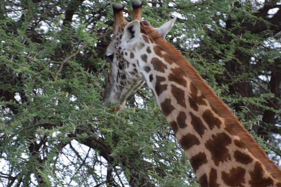 Overnight Private Safari To Masai Mara - Camp night in Rhino Camp (and how the lodge option changes the feel)