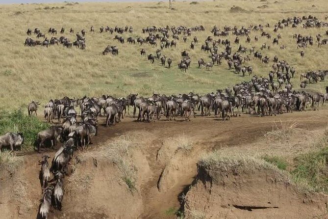 Overnight private Safari to Masai Mara National Reserve. - Key highlights at a glance