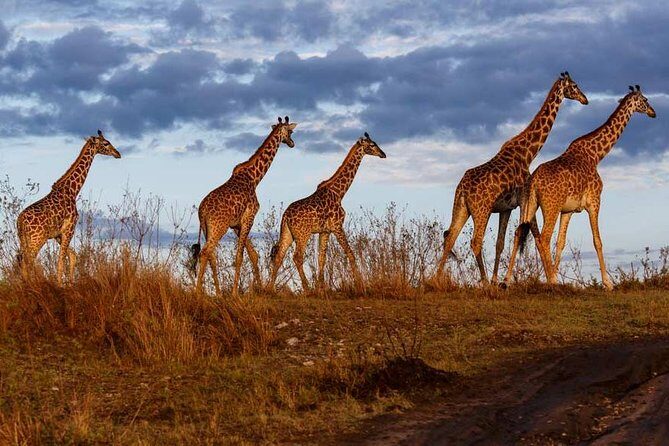 Overnight private Safari to Masai Mara National Reserve. - Why this private overnight safari works (and not just as a checkbox)