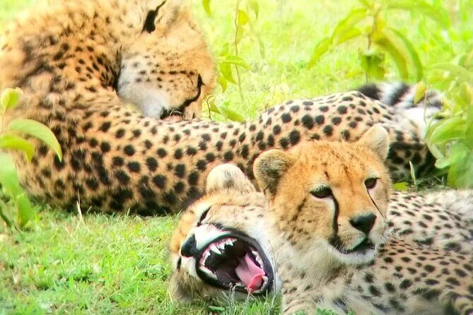 Overnight private Safari to Masai Mara National Reserve. - Lunch, dinner, and overnight rest close to the action