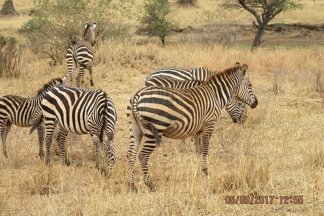 Overnight private Safari to Masai Mara National Reserve. - Wildlife odds in the Mara: Big Five potential and the rest of the show