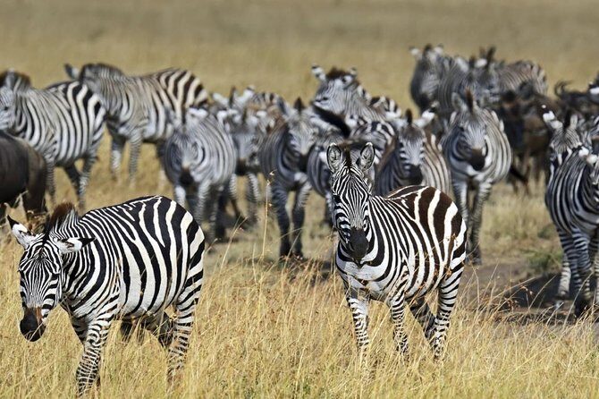 Overnight private Safari to Masai Mara National Reserve. - Full day in the Masai Mara: the kind of spotting that takes time