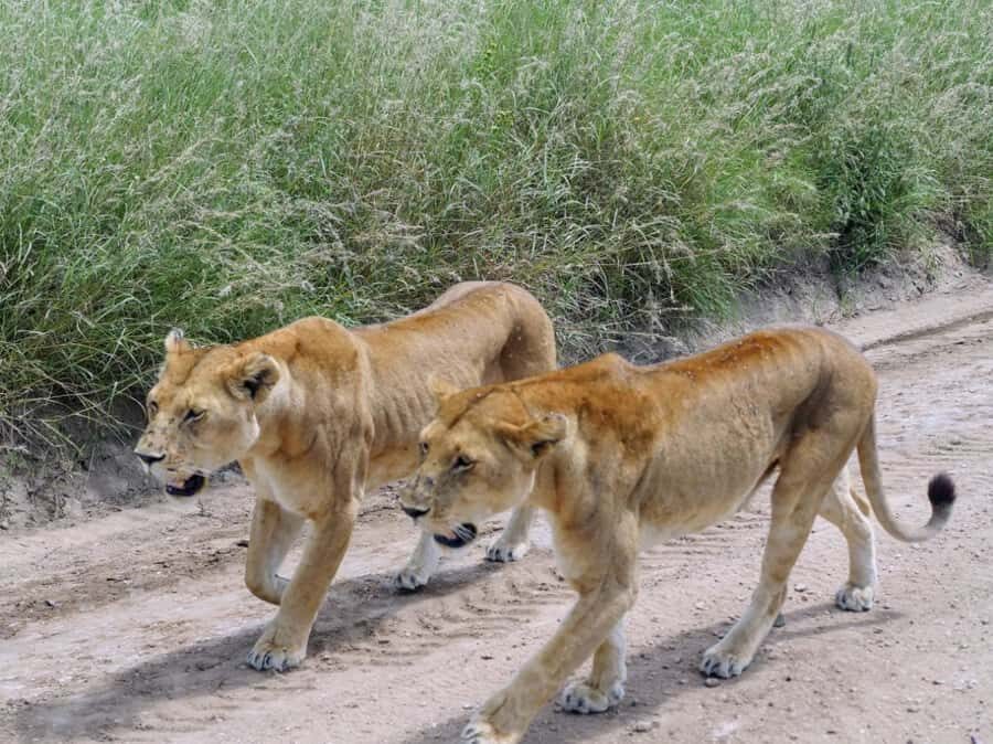 Overnight Private Safari To Masai Mara - The private 4x4 safari in Masai Mara: how the game drive really works