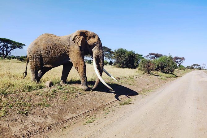 Overnight Safari to Amboseli National Park - Transport, Vehicle, and Viewing: The Pop-Up Roof Advantage