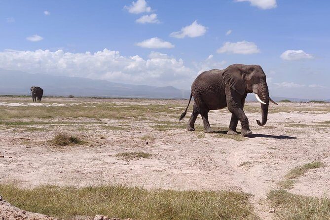 Overnight Safari to Amboseli National Park - Guides Matter More Than People Think