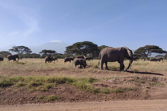 Overnight Safari to Amboseli National Park - AA Amboseli Lodge: Comfort That Helps You Safari Better