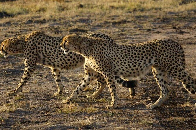 Overnight Safari To Maasai Mara - Day 1 in the Great Rift Valley: Arrival, lunch, then the first drive