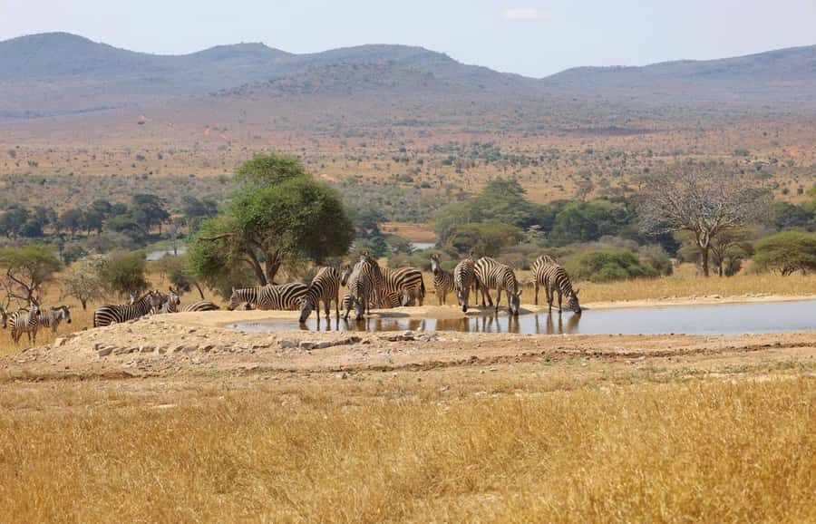 Overnight Safari to Saltlick through Tsavo East Park - Key things to know before you go