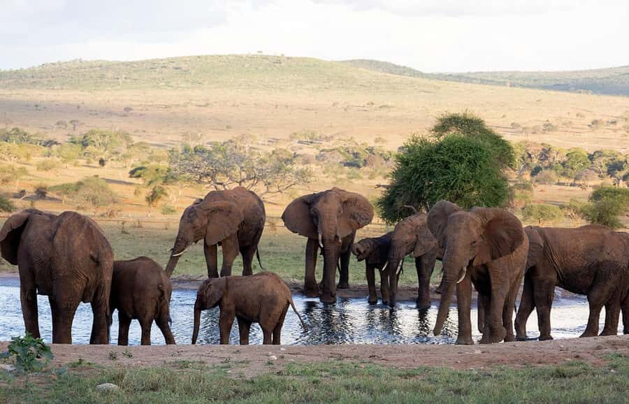 Overnight Safari to Saltlick through Tsavo East Park - Why This Overnight Safari Works: Salt Lick Lodge + Two Game-Drive Blocks