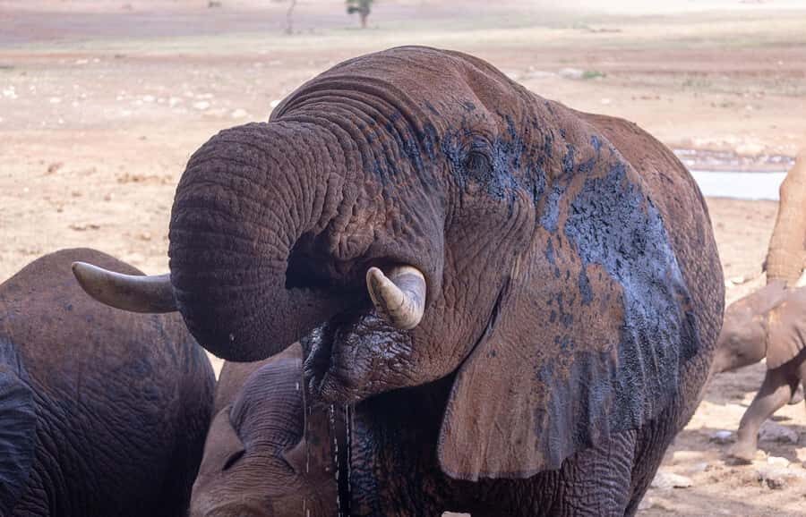 Overnight Safari to Saltlick through Tsavo East Park - Salt Lick Lodge: The Waterhole Fortress Where Wildlife Comes to You