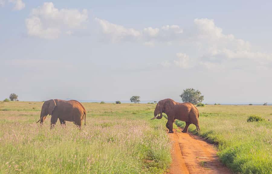 Overnight Safari to Saltlick through Tsavo East Park - Game Drives in Tsavo East and Taita Hills: What You’re Chasing (and How Guides Help)