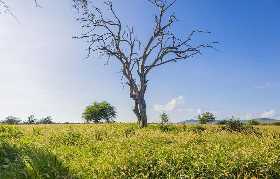 Overnight Safari to Saltlick through Tsavo East Park - Price and Logistics: What $613 Really Buys You (and What’s Extra)