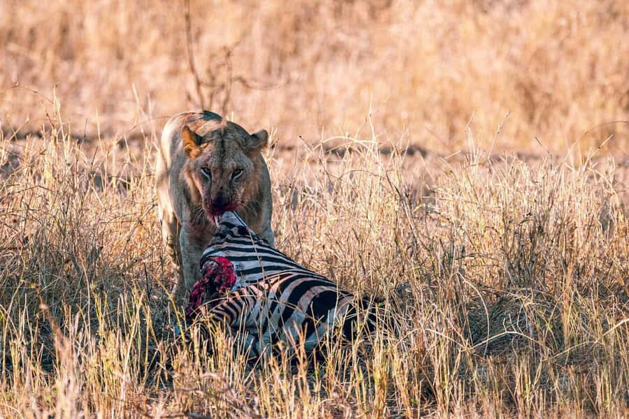 Overnight Safari to Saltlick through Tsavo East Park - Comfort Tips for a Smooth Safari Day (Especially From Diani)