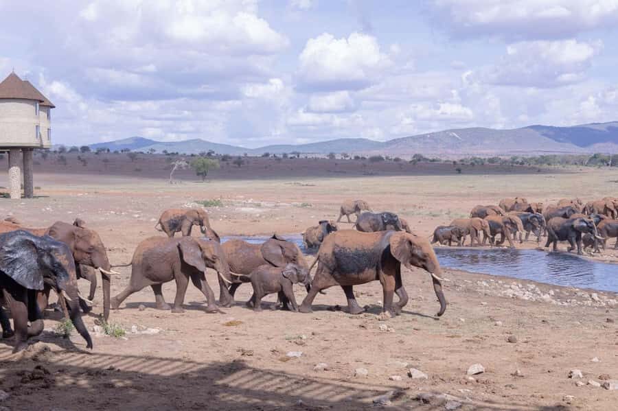 Overnight Safari to Saltlick through Tsavo East Park - Should You Book This Overnight Safari to Salt Lick Lodge?