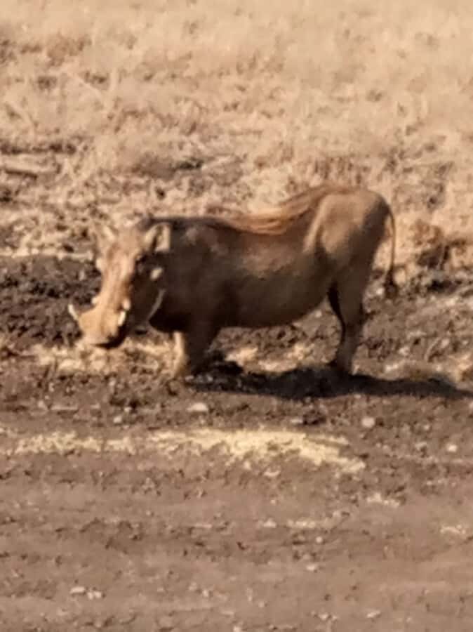 Overnight safari to Tsavo East from Mombasa / Diani Beach - Key highlights to focus on