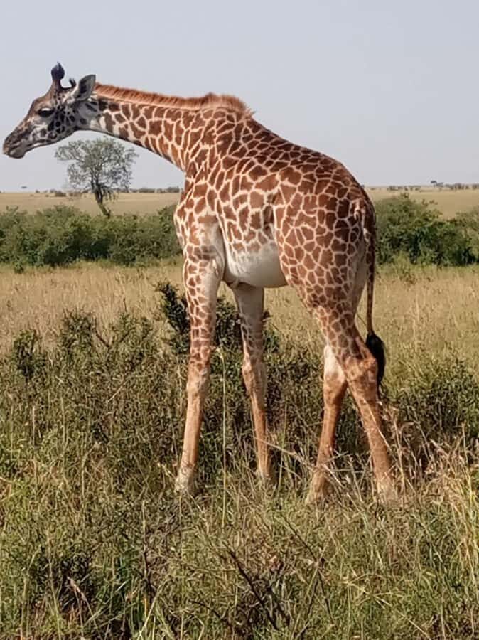 Overnight safari to Tsavo East from Mombasa / Diani Beach - What your two-day plan really buys you: morning odds, sunset energy