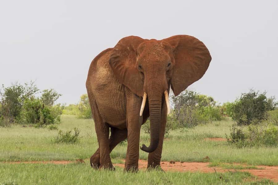 Overnight safari to Tsavo East from Mombasa / Diani Beach - Voi Safari Lodge overnight: comfort you need between game drives