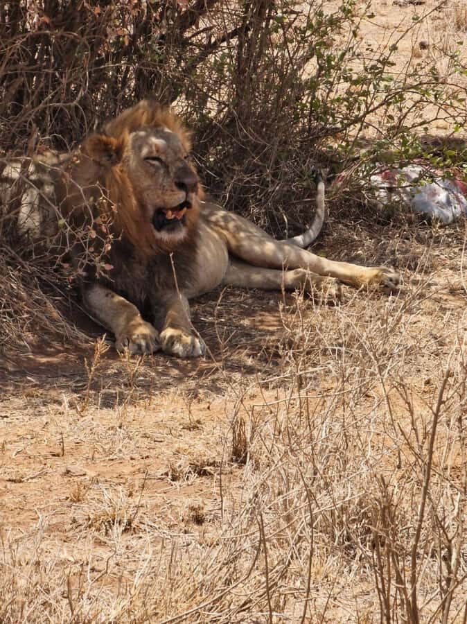 Overnight safari to Tsavo East from Mombasa / Diani Beach - Who should book this overnight Tsavo East safari (and who should pause)