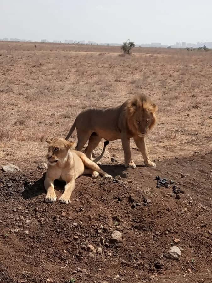 Overnight safari to Tsavo East from Mombasa / Diani Beach - Should you book this tour?
