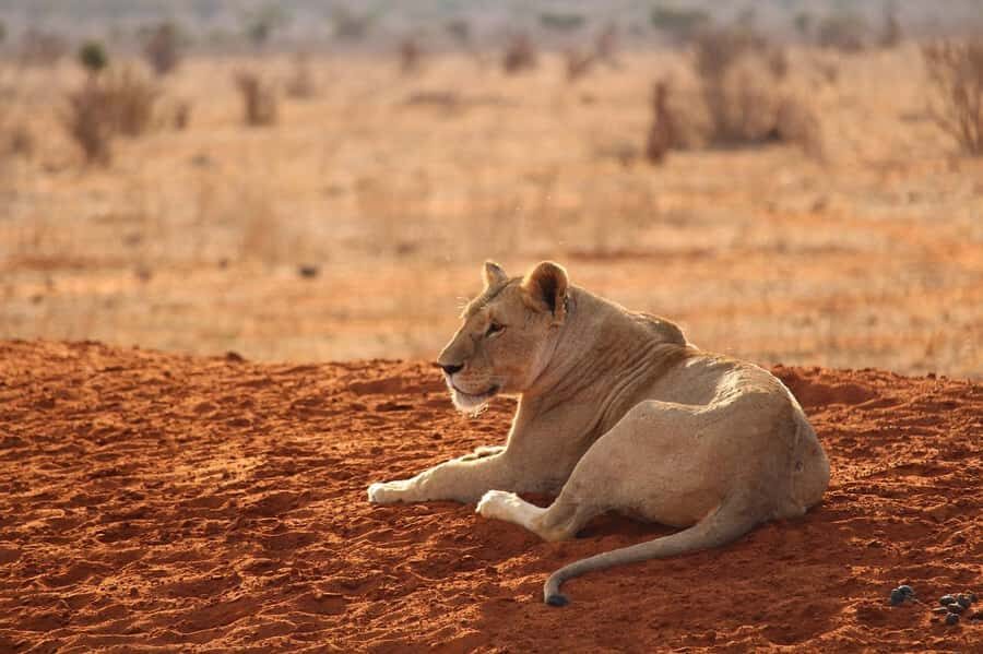 Overnight safari to Tsavo East from Mombasa / Diani Beach - FAQ