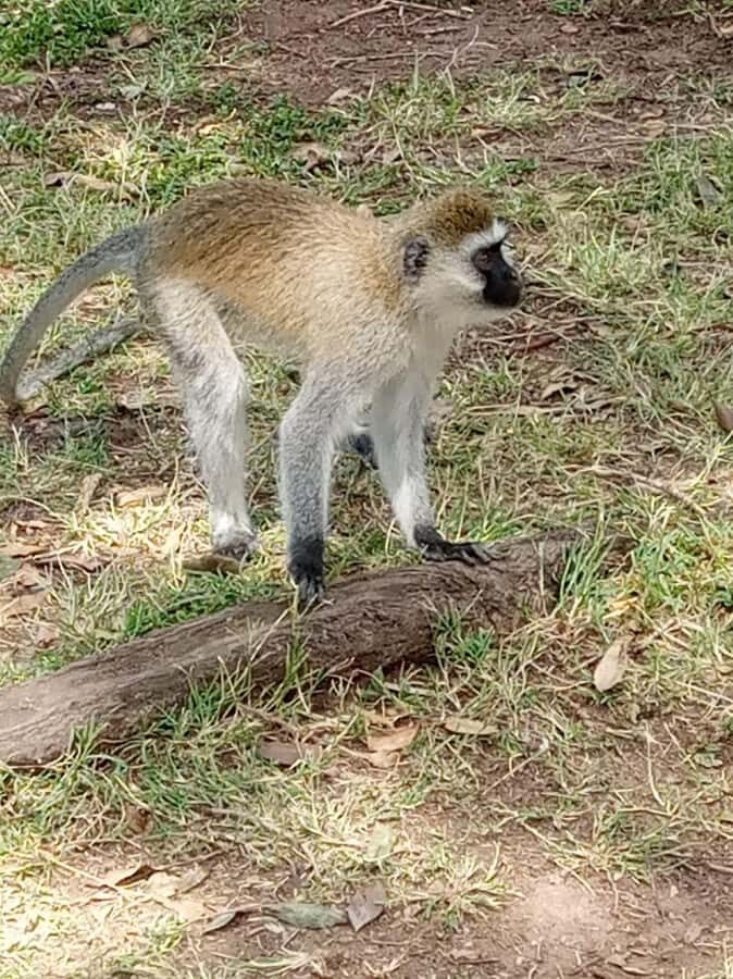 Overnight safari to Tsavo East from Mombasa / Diani Beach - Bachuma Gate and the Aruba Dam waterhole: where thirst brings the show