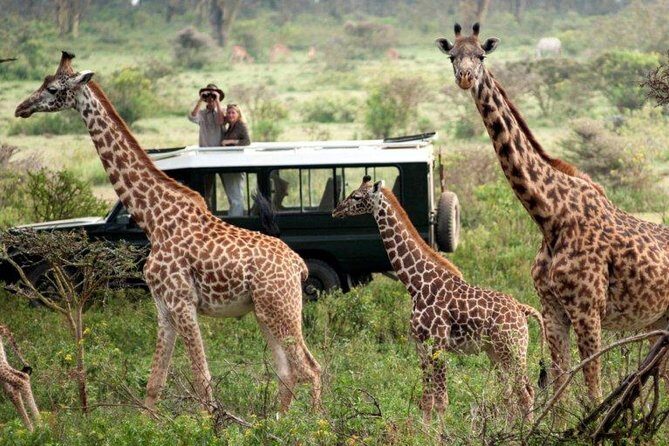 Overnight Safari to Tsavo East National Park from Mombasa/Diani - The pipeline area in Tsavo East: elephants, mud bathing, and easy viewing