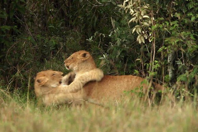 Overnight Safari to Tsavo East National Park from Mombasa/Diani - Voi Wildlife Lodge overnight: what’s included and what to plan for