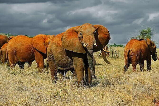 Overnight Safari to Tsavo East National Park from Mombasa/Diani - Day 2 sunrise game drive: Big Cats at the right hour