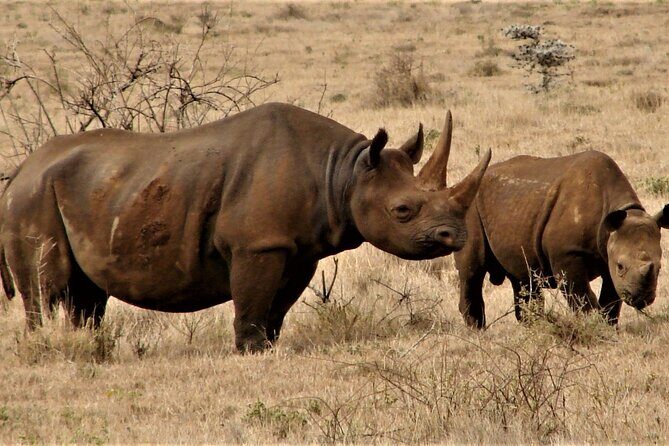 Overnight Safari to Tsavo East National Park from Mombasa/Diani - Price and logistics: what $339.74 really covers (and what it doesn’t)