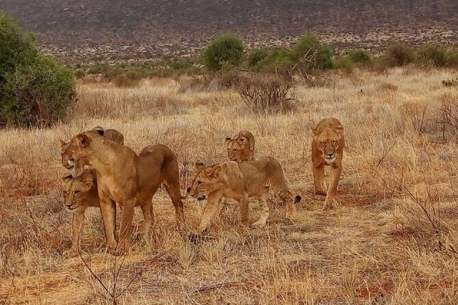 Overnight Safari to Tsavo East National Park from Mombasa/Diani - Day 1 from Bachuma Gate: timing, lunch breaks, and the first wildlife set