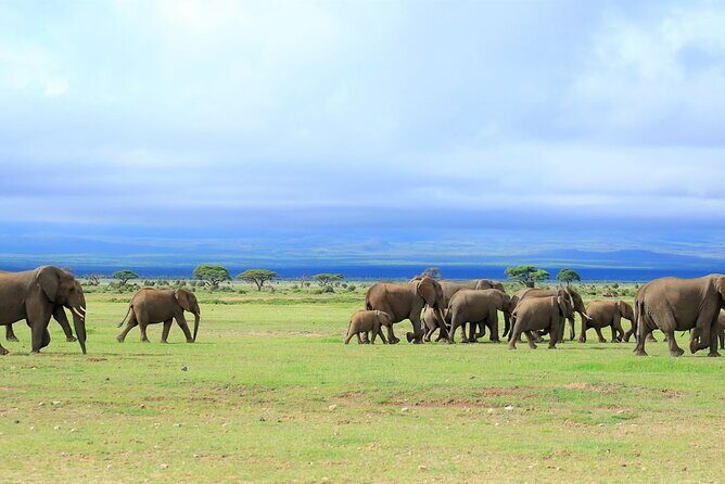 Overnight Tour in Amboseli National Park from Nairobi - Observation Hill: the one-hour panoramic reset