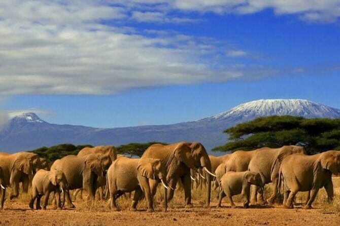 Overnight Tour in Amboseli National Park from Nairobi - Price and what you actually get for $570 per person