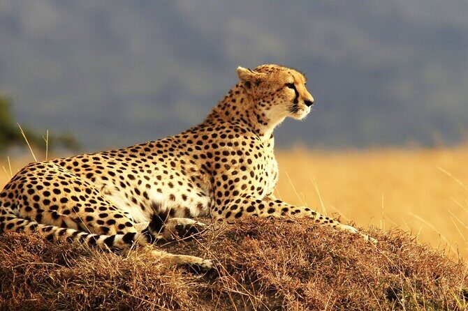 Private 3-Day Masai Mara Safari Adventure - Who This Safari Fits Best