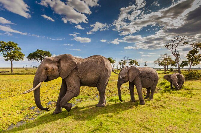 Private 3-Day Masai Mara Safari Adventure - Day 2: Full-Day Game Drives With Picnic Lunch
