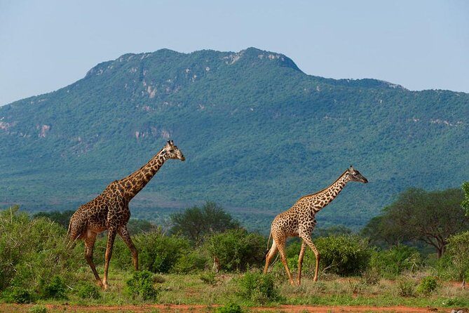 Private 3 Day Tsavo East Safari from Mombasa - Day 2: full-day drive with picnic lunch, or early rise plus a relaxed afternoon