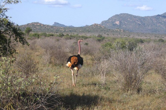 Private 3 Day Tsavo East Safari from Mombasa - Day 3: sunrise game drive, breakfast, and the smooth return to Mombasa