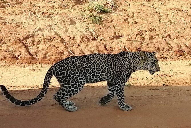 Private 3 Day Tsavo East Safari from Mombasa - Price and value: what $785.82 includes, and what you should budget