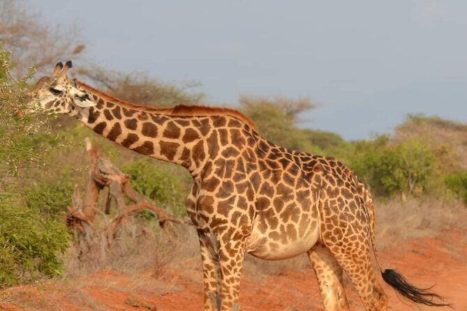 Private 3 Day Tsavo East Safari from Mombasa - Getting the best wildlife results: timing, patience, and how to set expectations