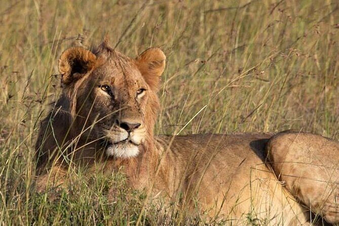 Private 5 Day Kenya Safari in Mara Lake Naivasha and Amboseli - Private 5-Day Safari Route: Why this mix hits the right notes