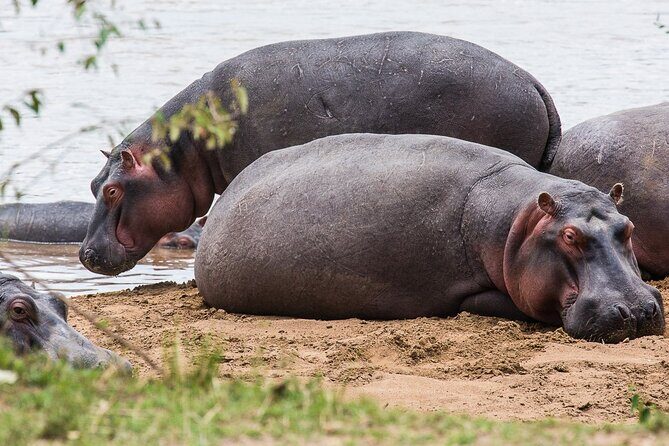 Private 5 Day Kenya Safari in Mara Lake Naivasha and Amboseli - Masai Mara: Big Five odds and the cat-chasing rhythm