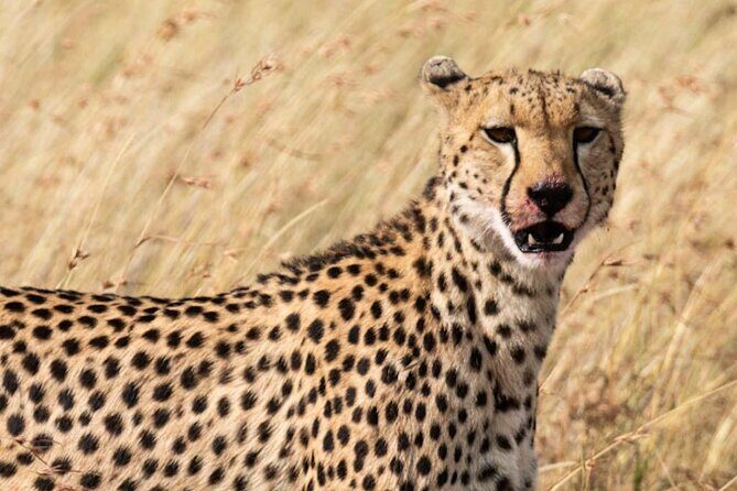 Private 5 Day Kenya Safari in Mara Lake Naivasha and Amboseli - Day Five in Nairobi: fitting wildlife and museums into real city time