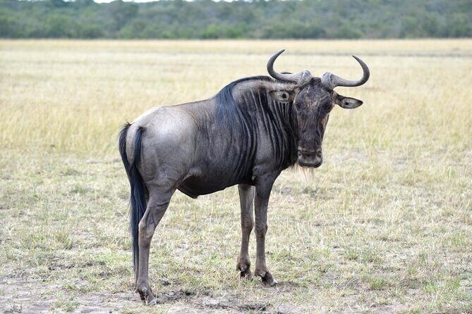 Private 5 Day Kenya Safari in Mara Lake Naivasha and Amboseli - Lake Naivasha: hippos, birds, and a real Rift Valley reset