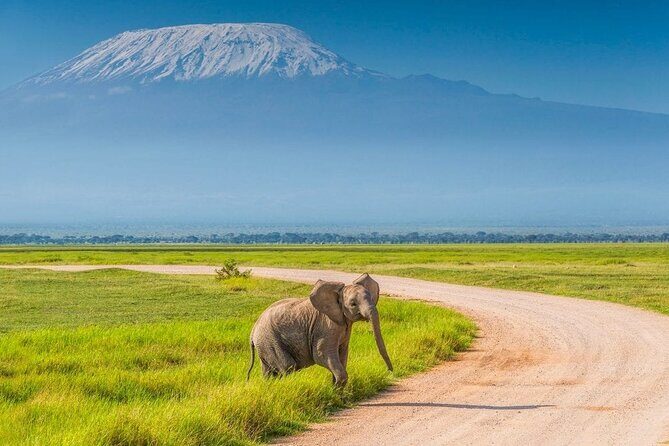 Private Day Tour Amboseli National Park, View Mt. Kilimanjaro 4<em>4 – Key things that make this Amboseli day trip worth your time’ /></p>
<ul>
<li><strong>5:00am pickup</strong> for sunrise timing and more daylight for wildlife.</li>
<li><strong>Private 4×4 with a pop-up roof</strong> so you can see over the grass and scan fast.</li>
<li><strong>Morning game drive plus a short afternoon drive</strong> for a second look before leaving.</li>
<li><strong>Lunch and a bottle of water included</strong>, while <strong>drinks and entrance fees are not</strong>.</li>
<li><strong>Mt. Kilimanjaro views from afar</strong> as you enter the area and during the drive.</li>
<li><strong>Animal-spotting guides</strong> like Peter, Julias, and Brian, known for finding wildlife early.</li>
</ul>
<h2 id="sunrise-to-safari-how-the-day-actually-flows">Sunrise to Safari: how the day actually flows</h2>
<p><img width="669" height="446" decoding="async" src=