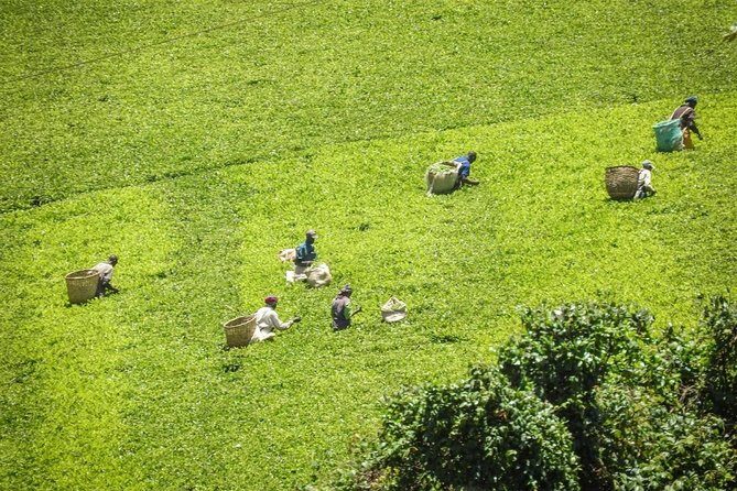 Private Day Trip to Kiambethu Tea Farm in Limuru from Nairobi - Price and Value: What $141 Buys You (and What It Doesn’t)
