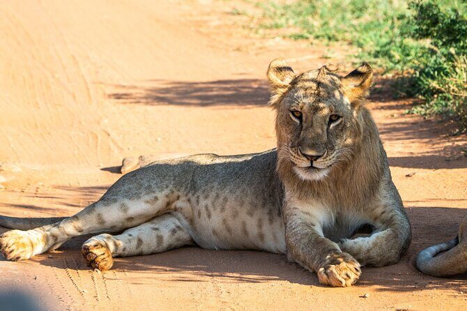 Private full day tour to Tsavo East National Park - Key points that matter before you go